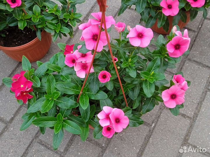 Катарантус