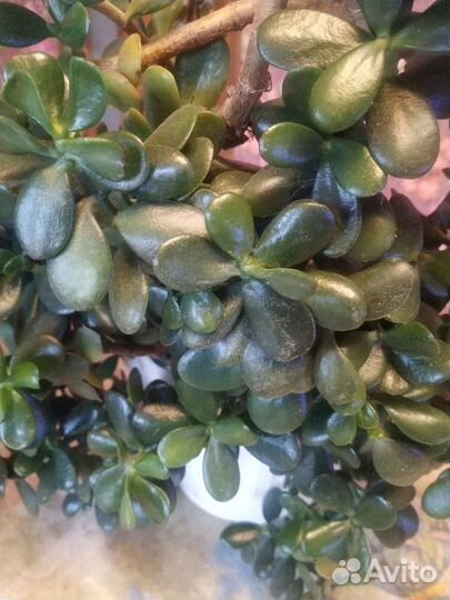 Денежное дерево. Толстянка