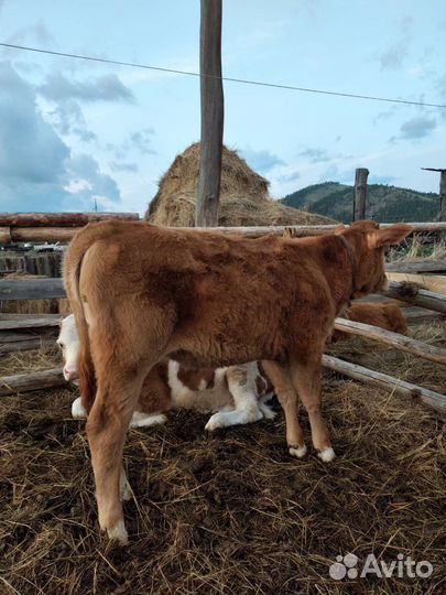 Молодняк,коровы с телятами