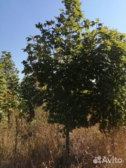 Саженцы декоративных деревьев и кустарников