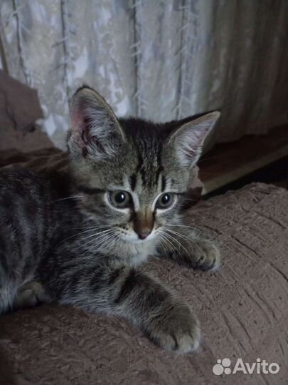 Кошка в дар