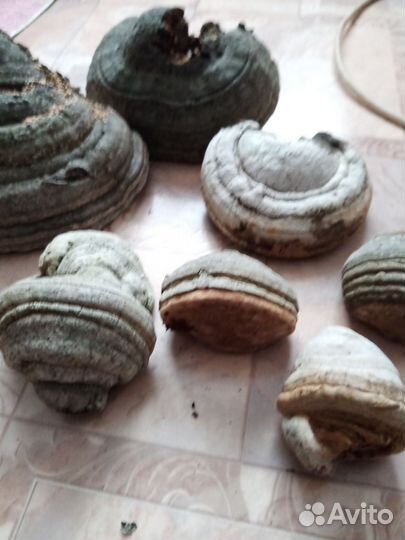 Трутовик для поделок