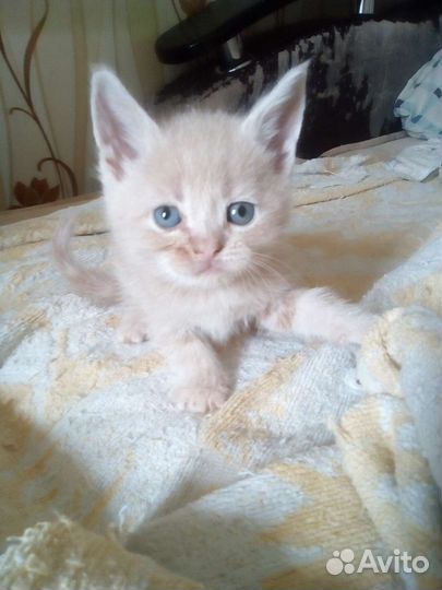 Кошка в дар бесплатно