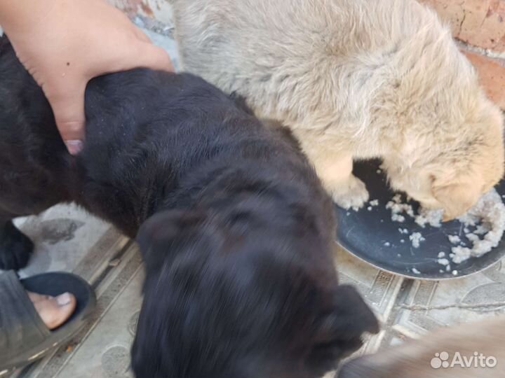 Маленькая собака