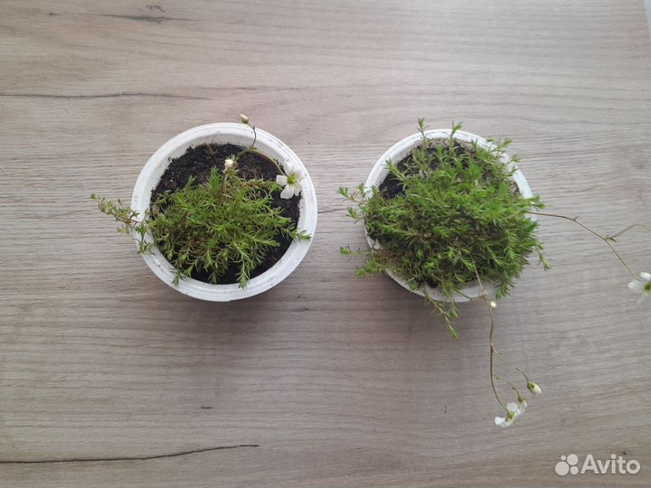 Камнеломка моховидная(редкая)