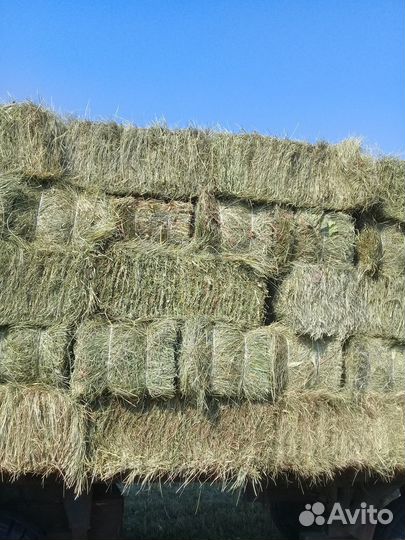 Сено в тюках 20кг разнотравье