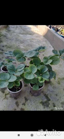 Клубника рассада сорт Зенга-Зенгана