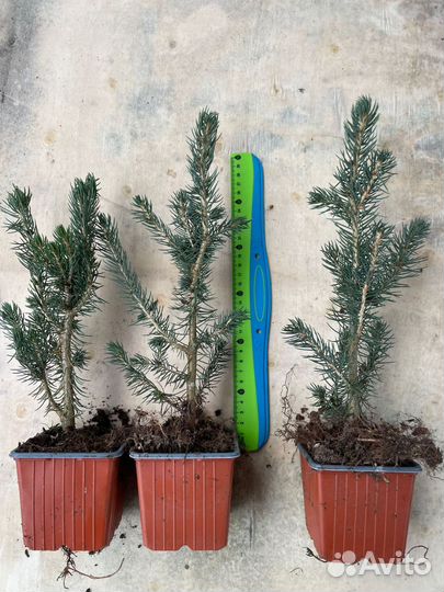 Хвойные растения