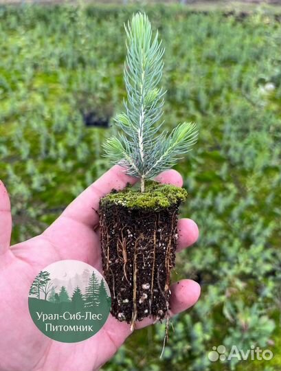 Зкс и окс Сосна Ель Лиственница сеянцы Голуб горн