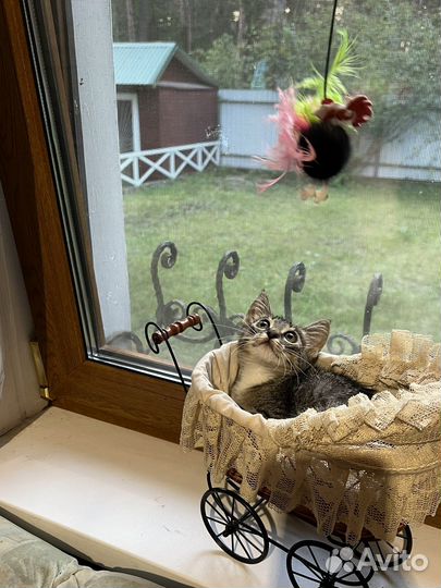 Спасенный котенок в добрые руки