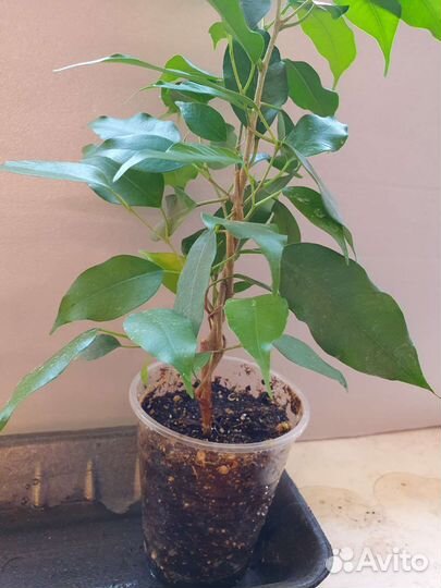 Комнатные цветы фикус Традесканция