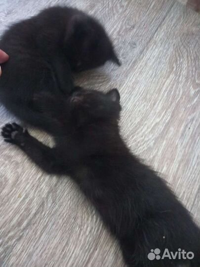 Кошка в дар