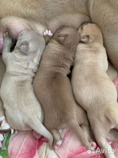 Инструктор, вязка собак натуральная и искусственно