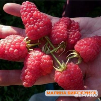 Самая крупная малина