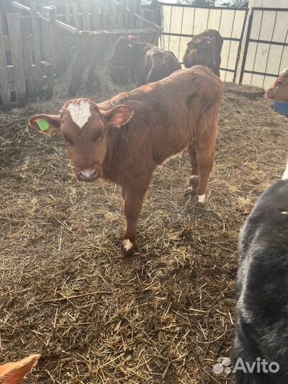 Отборные телята бычки быстрая доставка