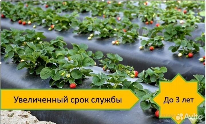 Пленка для клубники с отверстиями
