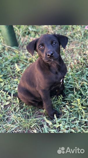 В добрые руки, умная, девочка, 3 месяца