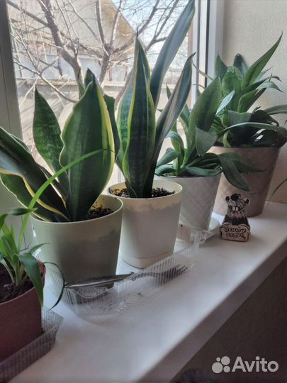 Домашние цветы.Сансевиерия