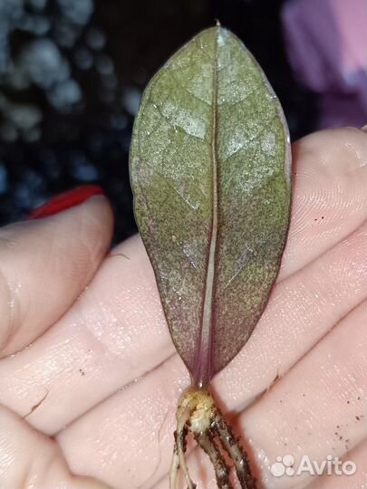 Замиокулькас Блэк Пинк black pink short leaf long