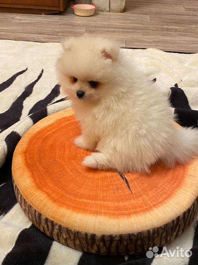 Мини микро шпицы