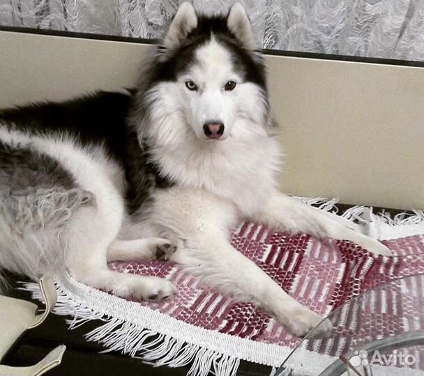 Кобель для вязки