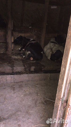 Быки на доращивание