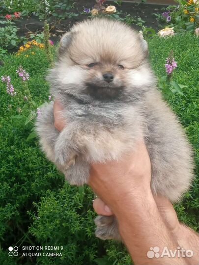 Малыши шпица