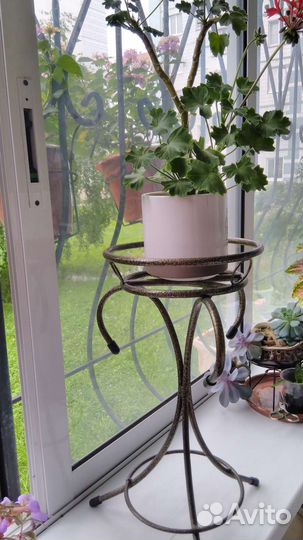 Редкий сорт герань