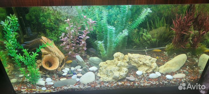 Аквариум с рыбками
