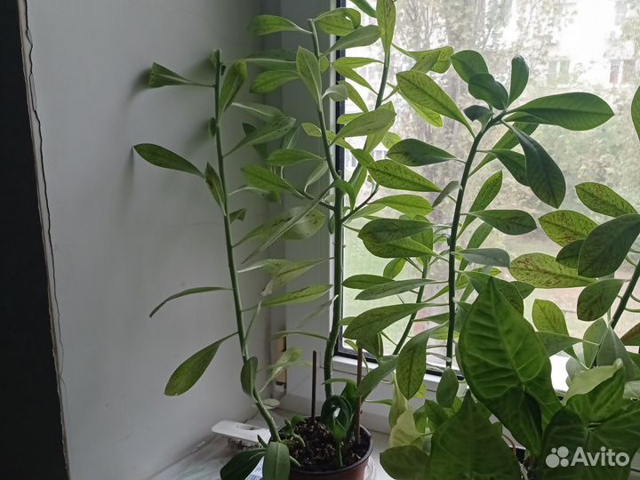 Комнатные цветы