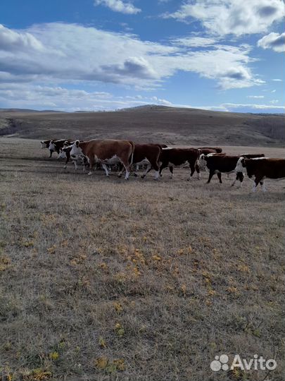 Коровы,телята,быки