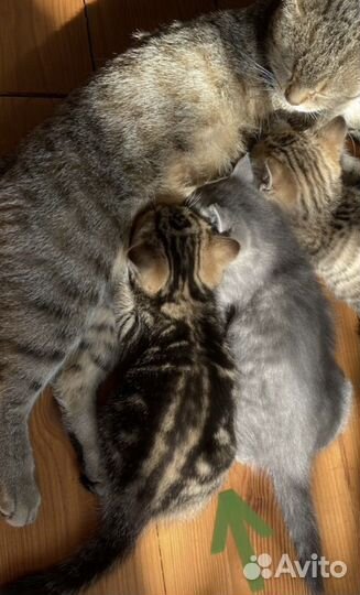 Котенок шотландец
