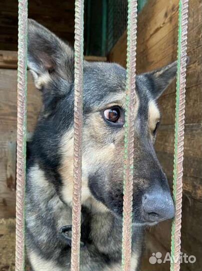 Собака из приюта Добрая