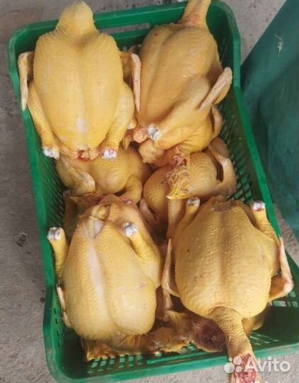 Куры бройлеры тушки