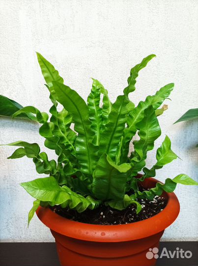 Папоротник, сингониум, плющи и др