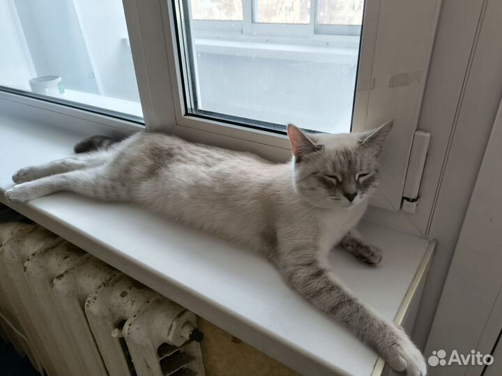 Кошки в добрые руки бесплатно