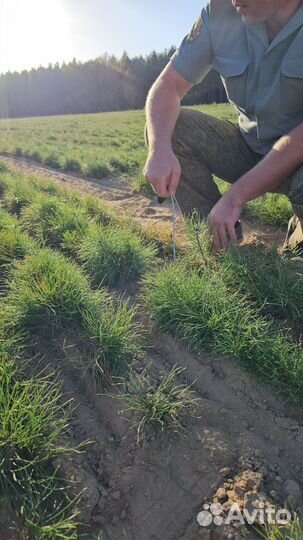 Сеянцы сосны обыкновенной окс от производителя