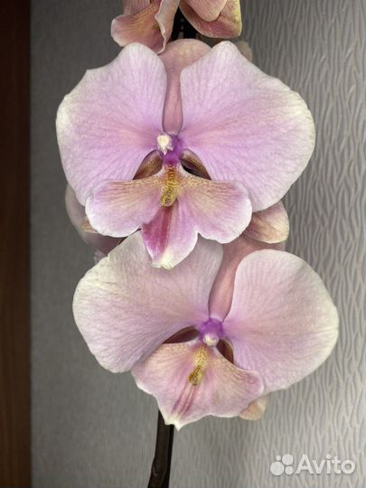Орхидея фаленопсис биг лип