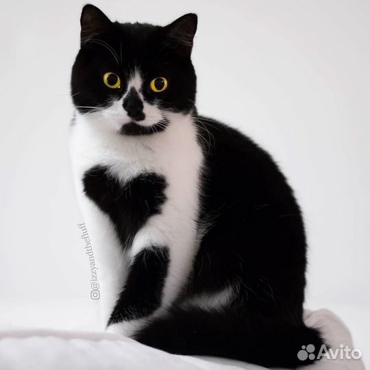 Маленький котик