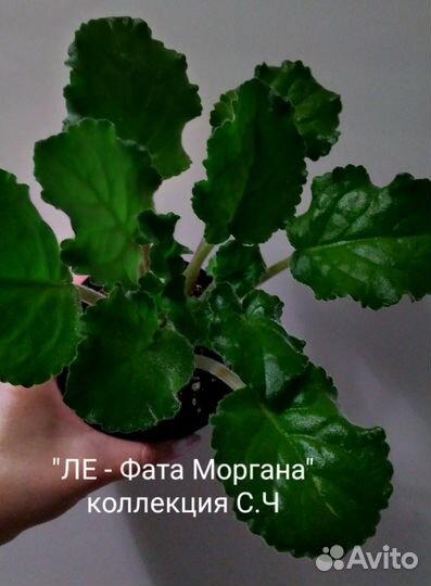 Сортовые фиалки