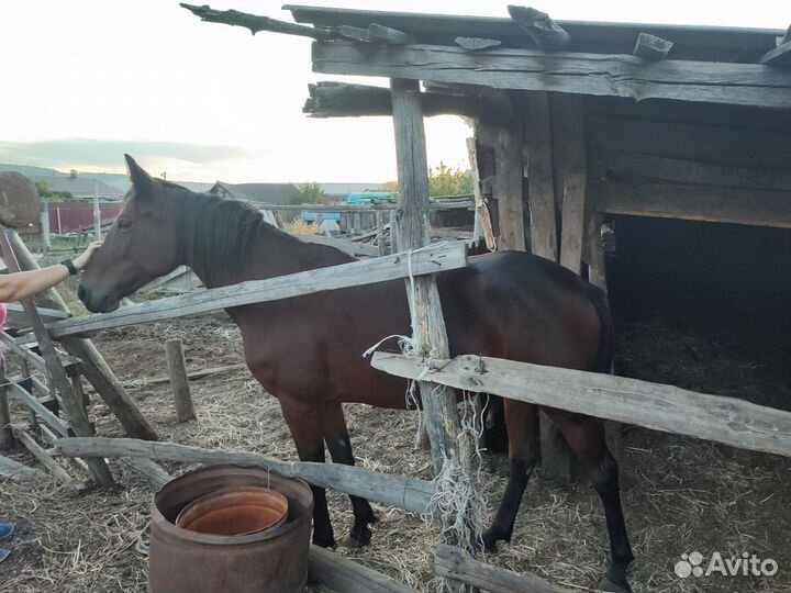 Лошадь