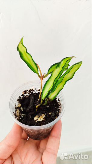 Хойя вайети триколор