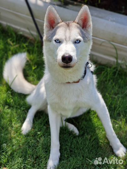 Хаски в добрые руки