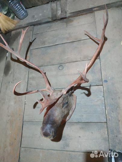 Чучело головы оленя