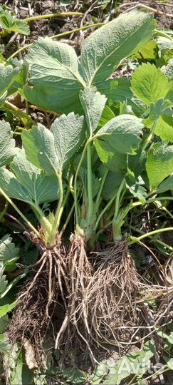 Рассада клубники