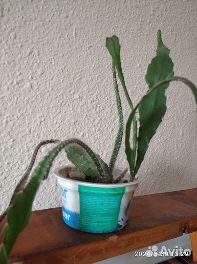 Цветы комнатные