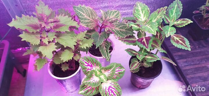 Колеус вегетативный