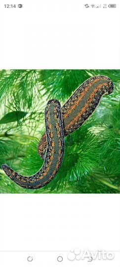 Пиявки медицинские