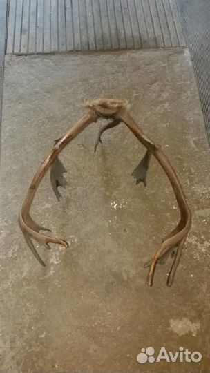 Рога Оленя на стену