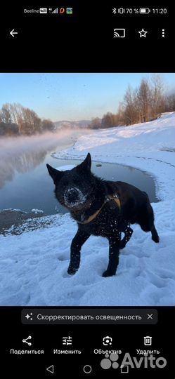 Вязка кобеля